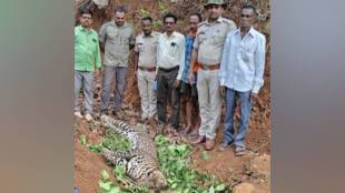 Ratnagiri Sangameshwar leopard death news | Maharashtra forest department wildlife poaching case | Sangameshwar Turul Meghie leopard dead bodies found | Konkan wildlife conservation issue