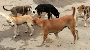 Supreme Court stray dogs SOP judgment updates | Right to move freely citizen rights legal case | सर्वोच्च न्यायालय भटक्या कुत्र्यांचा निर्णय | नागरिकांचा मुक्त संचाराचा अधिकार सुप्रीम कोर्ट