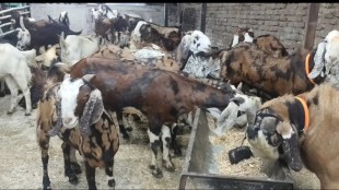 Bakri Eid preparations in Vasai Virar Palghar | Goat market rush in Nalasopara East West | Mumbai suburban Bakra Eid festival shopping | Maharashtra police security bandobast for Eid ul Adha