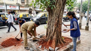 BMC Vruksha Sanjeevani Abhiyan Mumbai | Removing concrete from tree roots Mumbai | Tree conservation campaign BMC Garden Department | Mumbai environment news tree protection nails removal