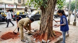 मुंबईतील ५३०० झाडांना नवसंजीवनी ५० किलो खिळे, तारा, काँक्रिटच्या विळख्यातून सुटका