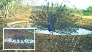 Naigaon peacock sanctuary Beed heatwave | Peacocks facing dehydration in Marathwada | Maharashtra wildlife summer crisis | Beed district forest department water tanker supply