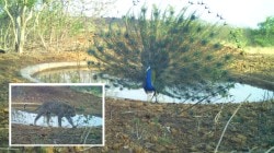 वाढत्या तापमानाने मोरांची होरपळ; उष्माघाताचा धोका