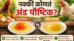 Egg yolk color nutrition: अंड्याचा बलक गडद पिवळा की फिकट पिवळा? नक्की कोणतं अंड पौष्टिक?