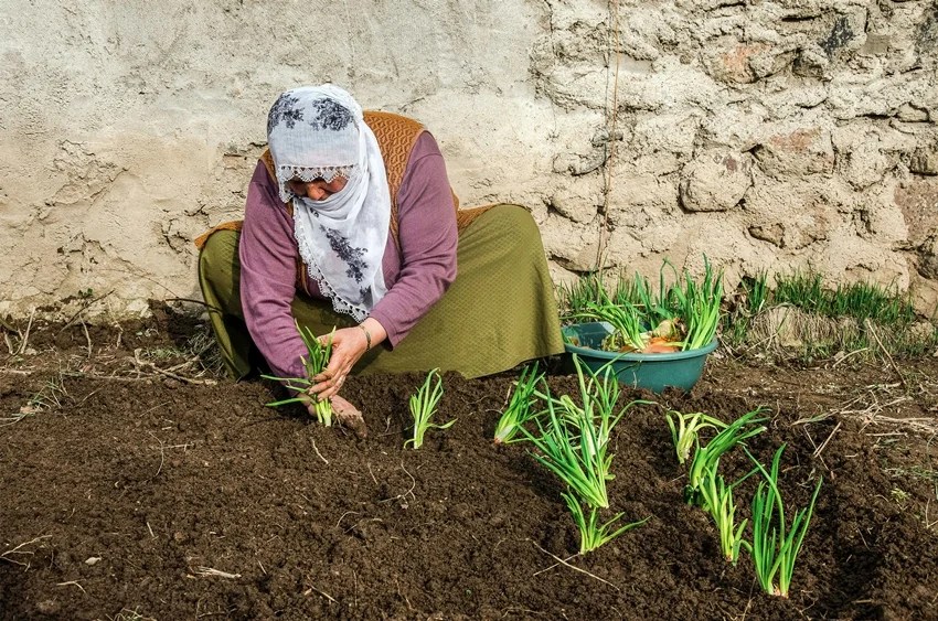 How to keep snakes away from home naturally, 10 plants that repel snakes