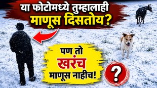 Viral Optical Illusion Hidden Third Dog In Snow Picture