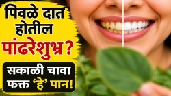 पिवळे-काळे दात होतील मोत्यांसारखे चमकदार! सकाळी रिकाम्या पोटी चावून खा फक्त ‘हे’ एक रस्त्याकडेला उगवणारं पान; दातांचा पिवळेपणा होईल गायब!
