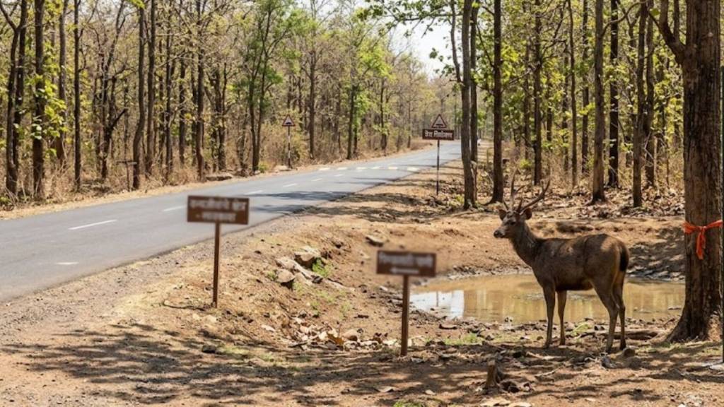 Junona forest wildlife accident Nagpur | Pombhurna road sambhar deer death | Maharashtra forest department wildlife safety | Habitat Conservation Society Nagpur roadkills Junona forest wildlife accident Nagpur | Pombhurna road sambhar deer death | Maharashtra forest department wildlife safety | Habitat Conservation Society Nagpur roadkills