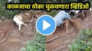 Python Attacks Dog Viral Video