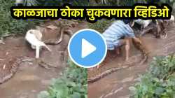 थरारक! अजगरानं कुत्र्यावर घेतली झडप; पाय जबड्यात पकडून गिळणार इतक्यात… पाहा धडकी भरवणारा VIDEO