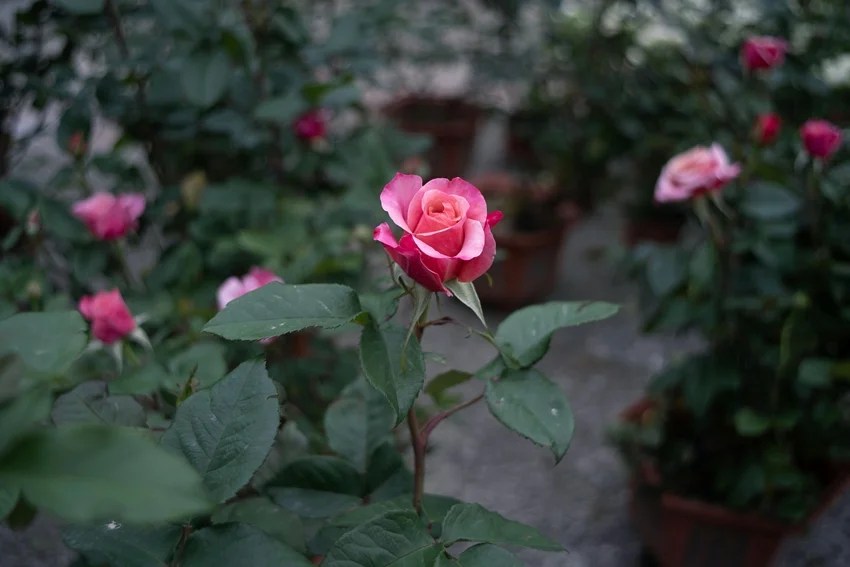 How to keep snakes away from home naturally, 10 plants that repel snakes