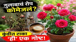उन्हामुळे गुलाबाचं रोप कोमेजलं, पानं सुकली? कुंडीत स्वयंपाकघरातील फक्त ‘ही’ एक गोष्ट मिसळा; गुलाबाचे रोप फुलांनी भरून जाईल, शेजारीही विचारतील सीक्रेट!