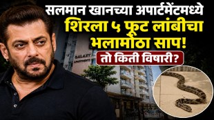 Five foot long Dhaman snake rescued from Salman Khan Galaxy Apartment in Mumbai