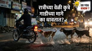 Street dogs chasing bike at night scientific reason explained