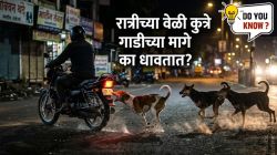 रात्रीच्या वेळी श्वान अचानक बाईक किंवा कारच्या मागे का धावतात? माणसांना शत्रू समजतात की यामागे आहे वेगळंच रहस्य? कारण ऐकून तुम्हीही व्हाल थक्क!