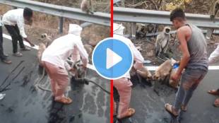 Thirsty monkeys block ST bus in Yavatmal | Khandala ghat Pusad monkey video | Dhule Yavatmal ST bus passengers feed water to monkeys | Yavatmal forest department artificial water sources issue