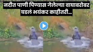 Tiger crocodile confrontation at river in forest