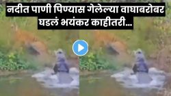 तहानलेल्या वाघाने नदीत टाकलं तोंड…पण पुढच्याच क्षणी घडलं असं काही की लोकांचाही उडाला थरकाप! Video व्हायरल