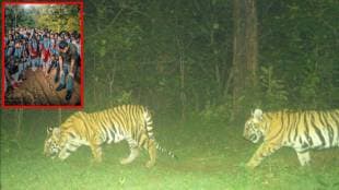 Tiger in Murdoli Forest Nagpur | Navegaon Nagzira Tiger Reserve conservation | Tigress T14 with cubs Maharashtra | Wildlife conservation Sewa Sanstha Nagpur