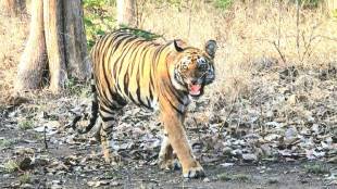 Painganga Wildlife Sanctuary Yavatmal Maharashtra | Laila Tigress Painganga Tiger Reserve Umarkhed | Maharashtra Jungle Safari Online Booking Tiger Sightings | Yavatmal Tourism Places Bird Watching Vidarbha Forest