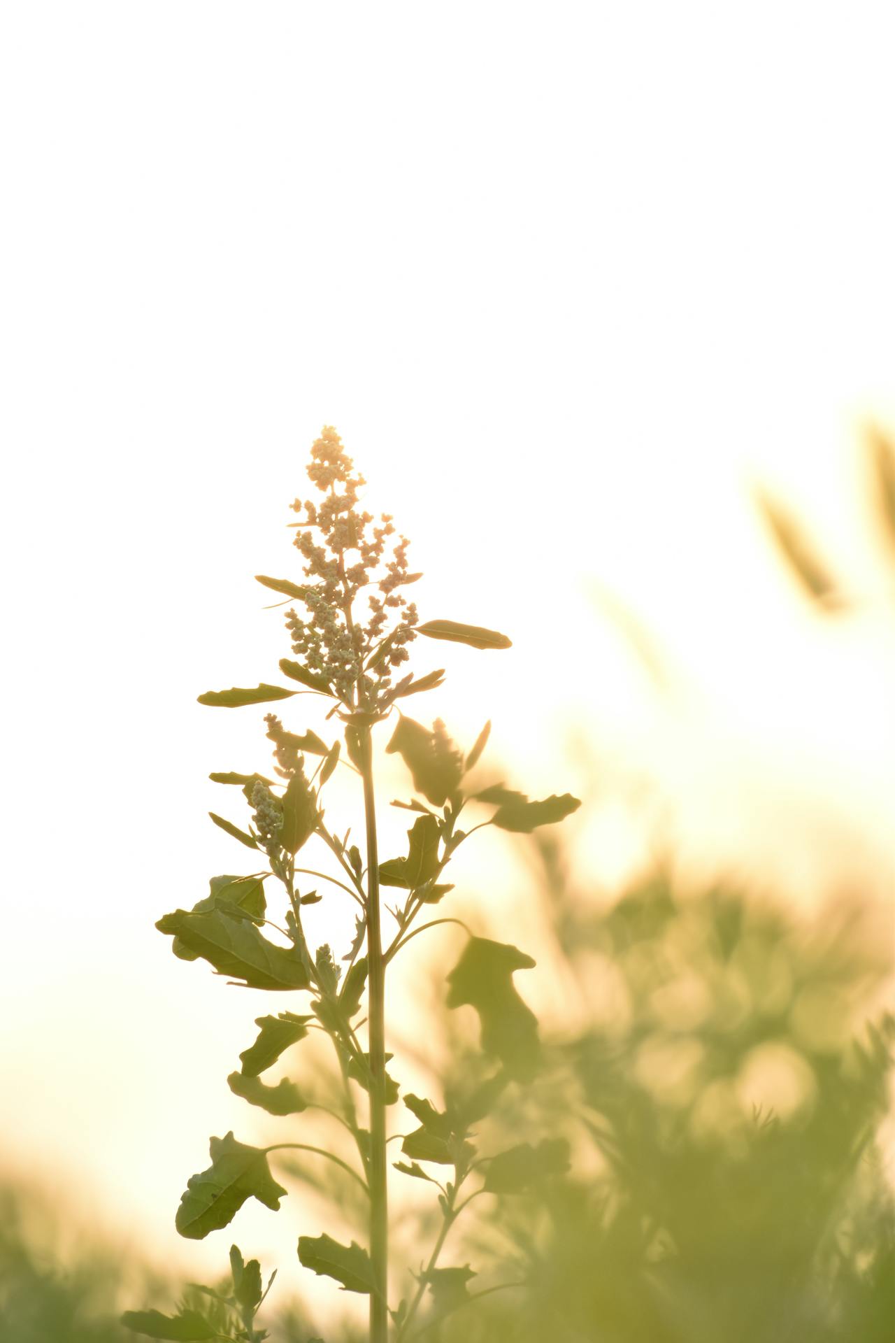 Tips For Tulsi Plant To Get Damaged From Sun