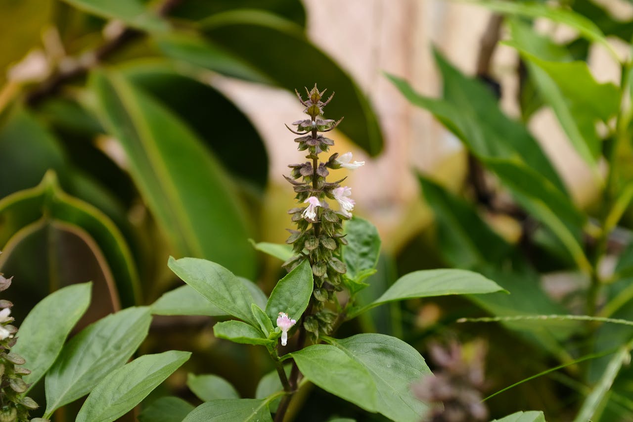 Tips For Tulsi Plant To Get Damaged From Sun