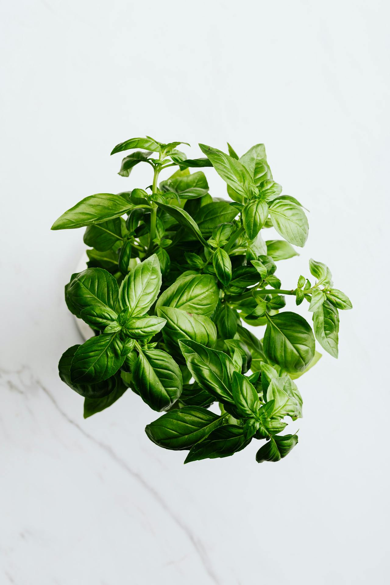 Tips For Tulsi Plant To Get Damaged From Sun