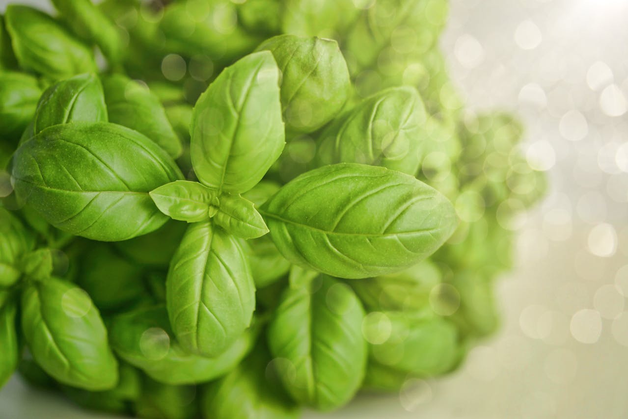 Tips For Tulsi Plant To Get Damaged From Sun