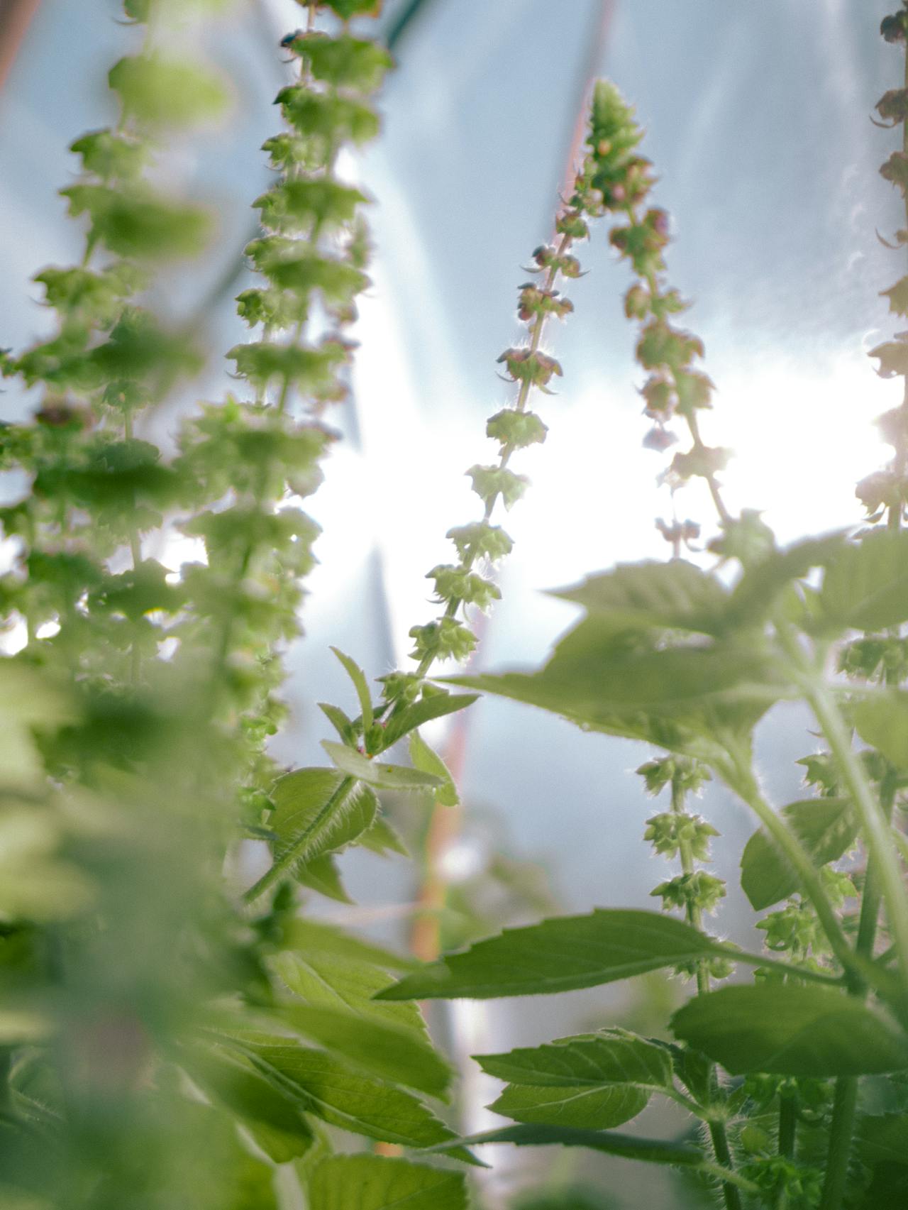 Tips For Tulsi Plant To Get Damaged From Sun