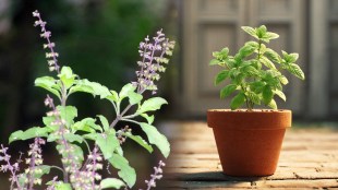 Tips For Tulsi Plant To Get Damaged From Sun