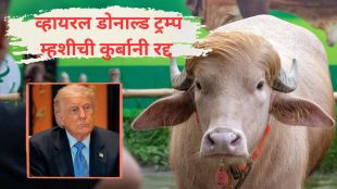 Bangladesh Albino buffalo Donald Trump | बांगलादेश अल्बिनो म्हैस डोनाल्ड ट्रम्प | Eid ul Adha buffalo sacrifice canceled Dhaka | Salahuddin Ahmed Bangladesh Home Minister zoo 2026