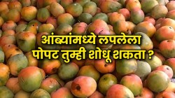 Optical Illusion: खेळा बुद्धीचा डाव! जिंकायचं असेल तर शोधून दाखवा आंब्यांच्या ढिगाऱ्यात लपलेला पोपट, तुम्ही शोधू शकता का?