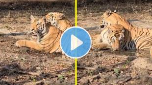 Wardha Bor Tiger Reserve Katrina cubs video | Maharashtra highest temperature wildlife impact | Bor Sanctuary wildlife water scarcity | Wardha district heatwave tiger viral video