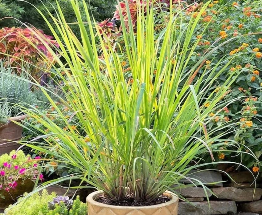 How to keep snakes away from home naturally, 10 plants that repel snakes