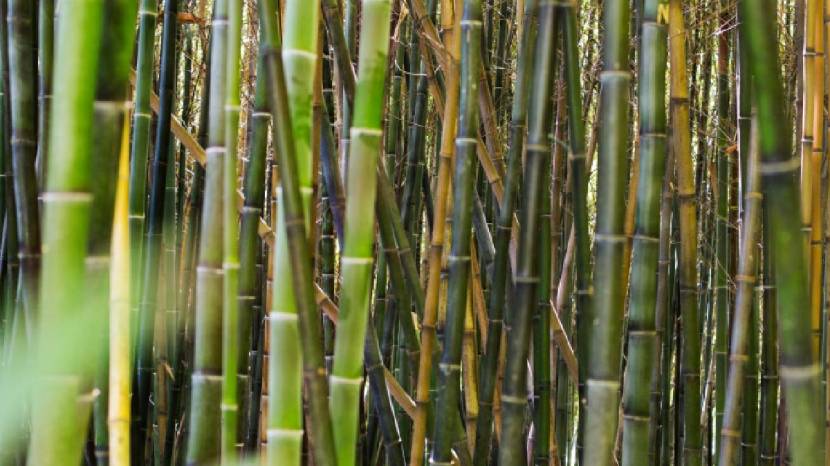 What if we drink sugarcane juice daily