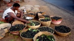 बदलत्या हवामानाचा फटका: जांभळाचे उत्पादन घटले, पण दर मात्र तेजीत