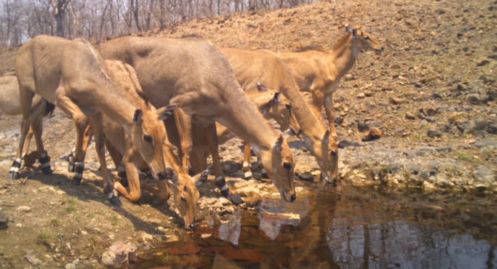 Nanded forest department artificial water holes | wild animals drinking water in summer Maharashtra | Kinwat Mahur forest wildlife conservation | Nanded forest department tanker water supply for animals Nanded forest department artificial water holes | wild animals drinking water in summer Maharashtra | Kinwat Mahur forest wildlife conservation | Nanded forest department tanker water supply for animals