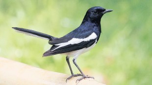 Oriental Magpie Robin bird in Konkan garden | Human and nature friendship story Marathi | Salil Tambe nature experience Ratnagiri | Bird bathing in water spray photography