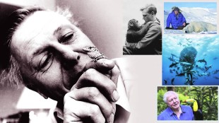 David Attenborough 100th birthday tribute | BBC nature documentary filmmaker | Climate change activist David Attenborough | Natural history films legacy Maharashtra news