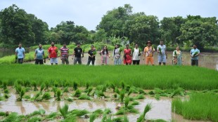 Raigad paddy cultivation decline reasons | Industrialization impact on Maharashtra agriculture | Raigad farmers issues and labor shortage | Impact of climate change on rice farming in Konkan