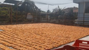 Vasai Sukeli production process | Rajeli bananas drying in sun | Maharashtra traditional food business impact | Palghar district heatwave news