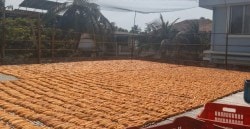वाढत्या उष्णतेच्या सुकेळी व्यवसायाला झळा, महिन्याभरात उत्पादनात घट