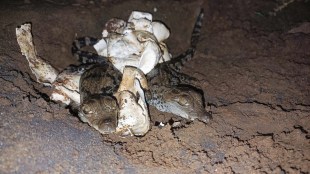 Kolhapur forest department hatches crocodile eggs naturally | Crocodile baby rescue Krishna River Ichalkaranji | Wildlife Protection Society Ichalkaranji crocodile conservation | Maharashtra forest department toll free number 1926