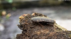 Cockroaches barcode DNA Library : देशातील झुरळांबाबत महत्त्वाचे संशोधन, १९१ प्रजातींपैकी ६२ टक्के झुरळे प्रदेशनिष्ठ, वाचा सविस्तर!