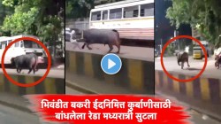VIDEO: भिवंडीत कुर्बाणीसाठी आणलेला रेडा मध्यरात्री दोर तोडून रस्त्यावर भरधाव पळत सुटला…व्हिडिओ व्हायरल