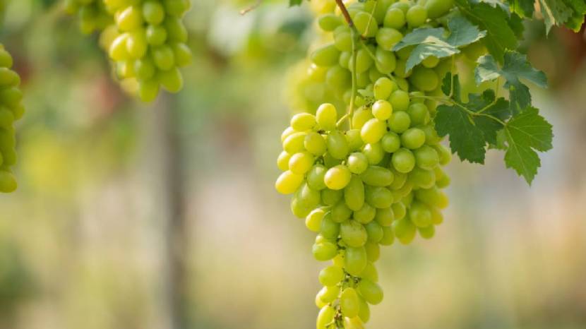 Which fruit should I avoid in prediabetes