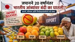 Japan Bans Indian Mango : जपानने २० वर्षांनंतर भारतीय आंब्यांवर अचानक बंदी का घातली? कारण काय?