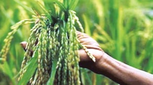 Maharashtra farmer suicide statistics 2024 | Global food inflation impact on India | Middle East war oil price hike effects on agriculture | FAO food price index 2026 report