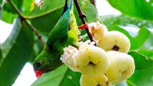 Rose apple jamb tree nature photography | Parrots eating fruits on tree branch | Squirrels running on tree trunk | Birds chirping in summer season Maharashtra