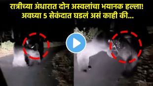 Viral video animal fight bears fight with each other in jungle shocking video on social media